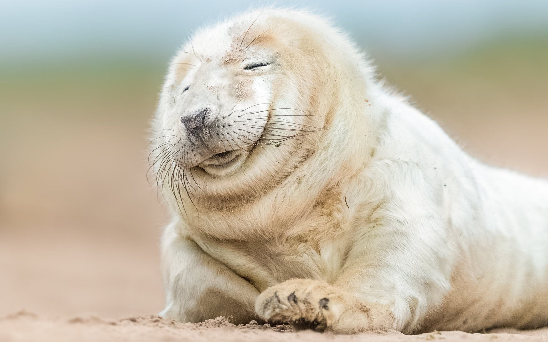 “西甲焦点对决:豪门对攻拼拼尽全力”,西甲豪门有哪些