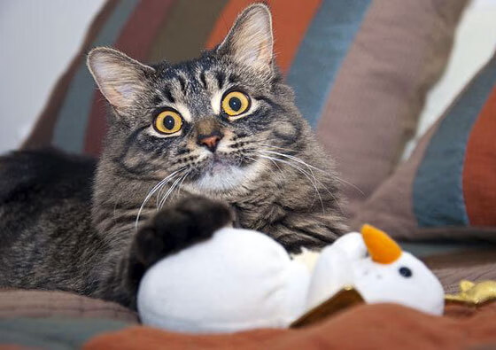 “西甲明星竞技状态火热,比赛精彩纷呈”,西甲足球明星