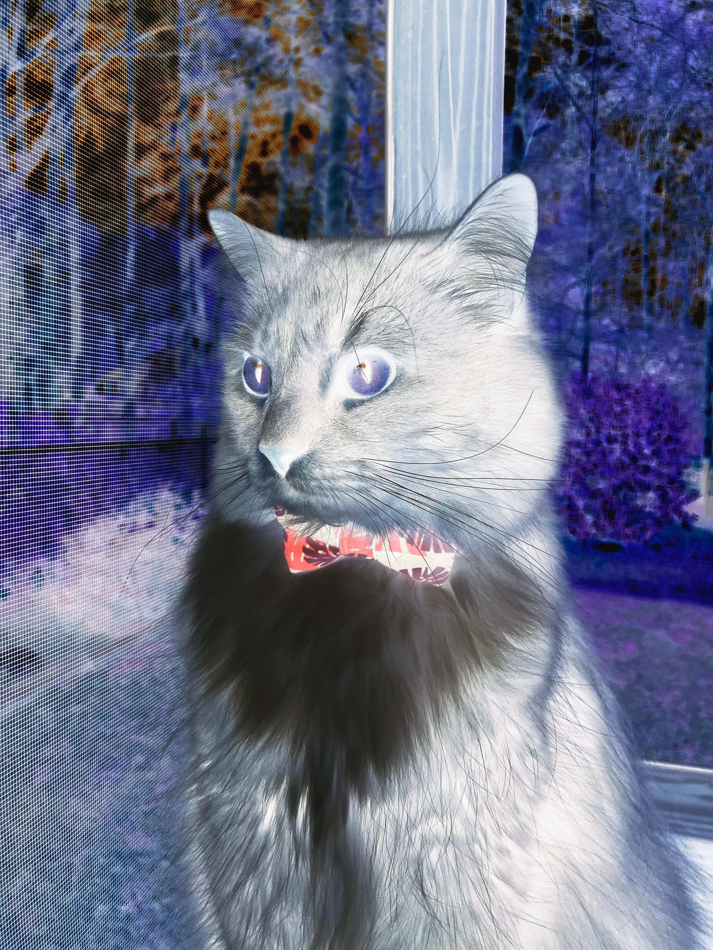 《守望先锋年度总决赛,战术布局引爆现场》,守望先锋总冠军预测