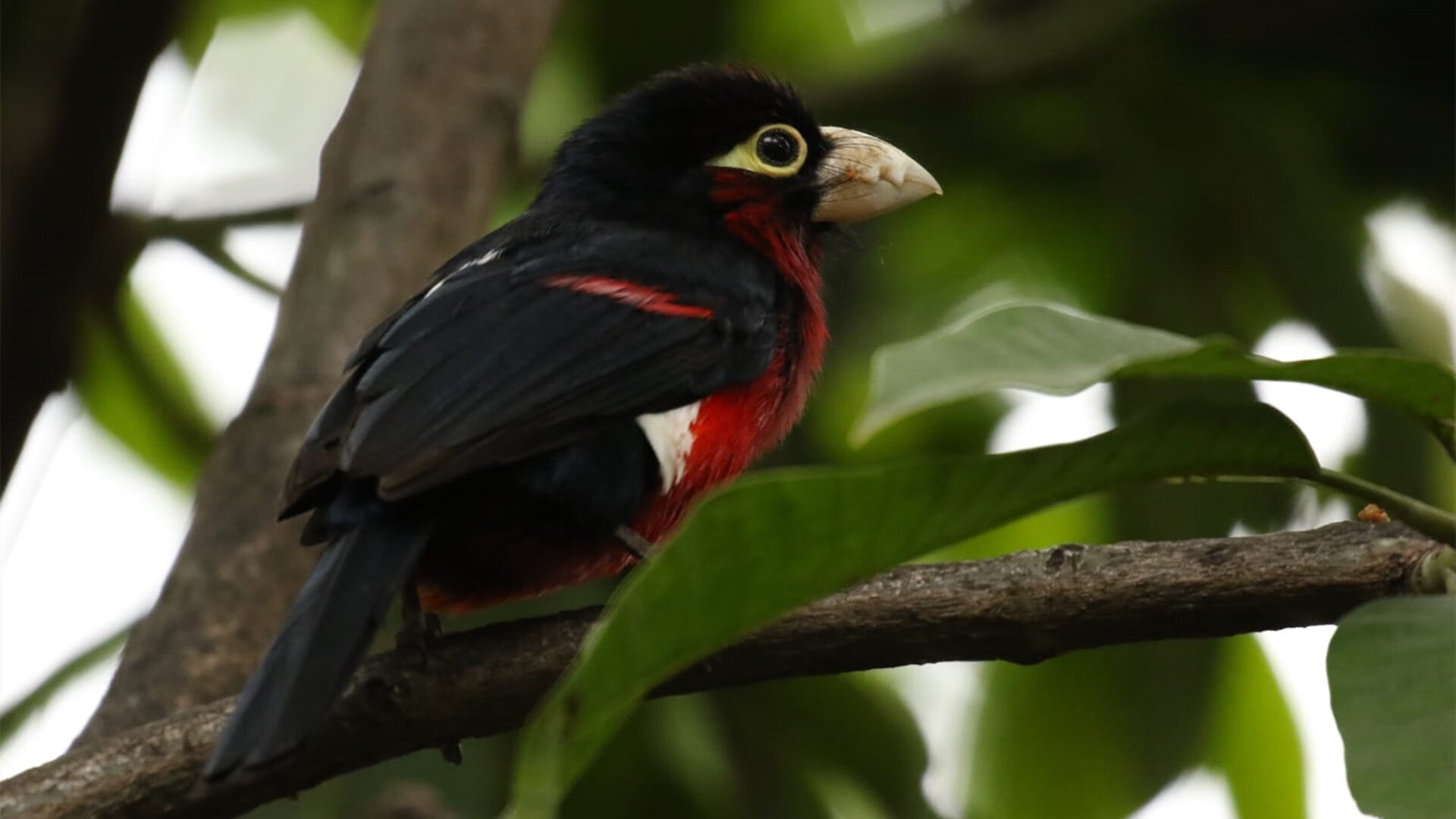摩洛哥骑手法赫德·阿尔·哈桑在2024年巴黎奥运会三项赛中获得第25名,表现出色。