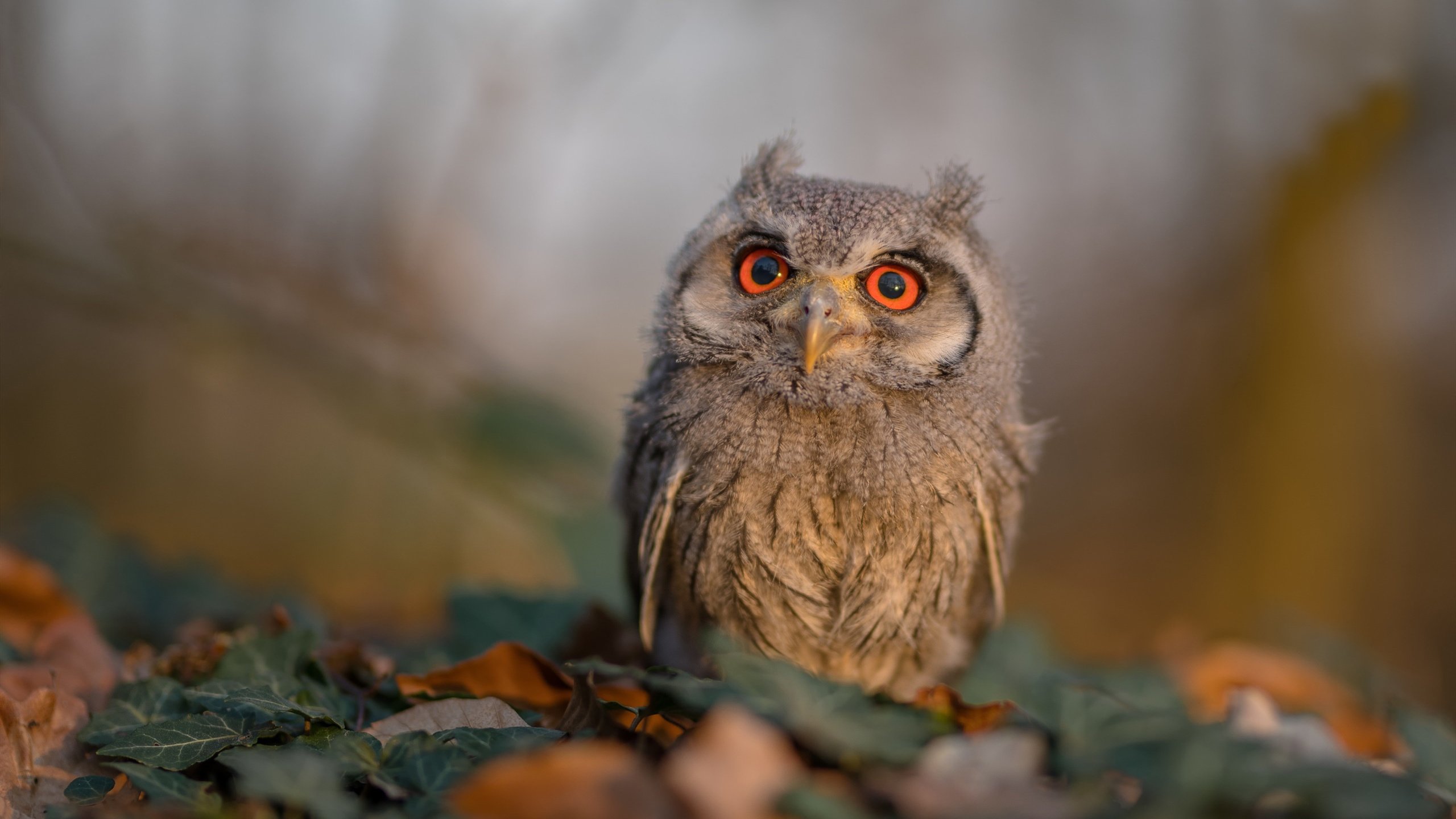 数字分析:今年联盟命中率最高的球员是谁?,联盟命中率排名