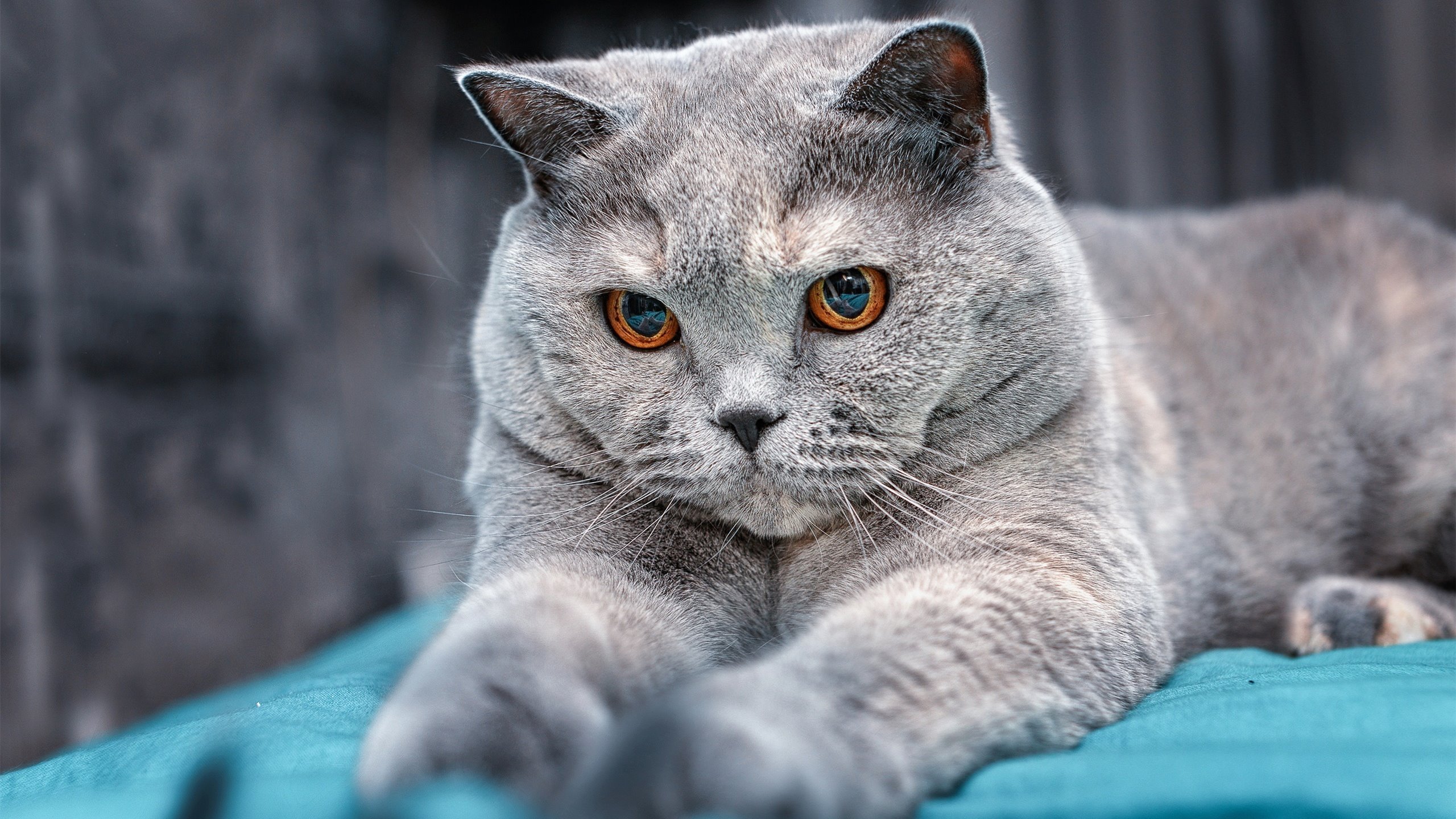 西甲劲战夜,精彩射门和扑救交相辉映,西甲劲旅有哪几个