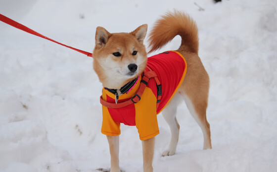 足球裁判技术指导手册实现移动端访问,分析足球裁判的app