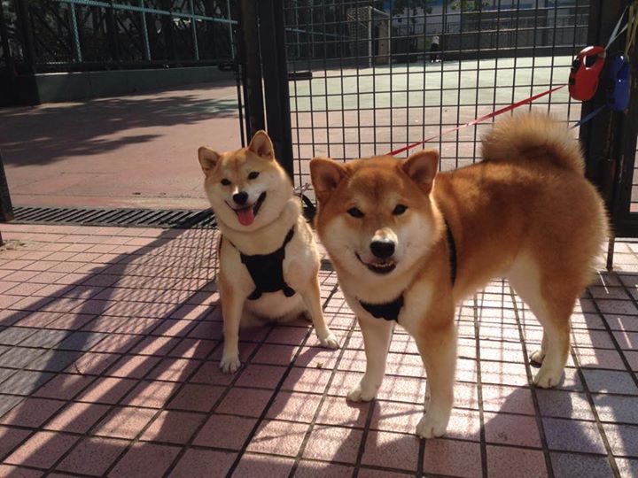 追逐极限:F1速率飙升,悬念升级,f1极速可以跑多少