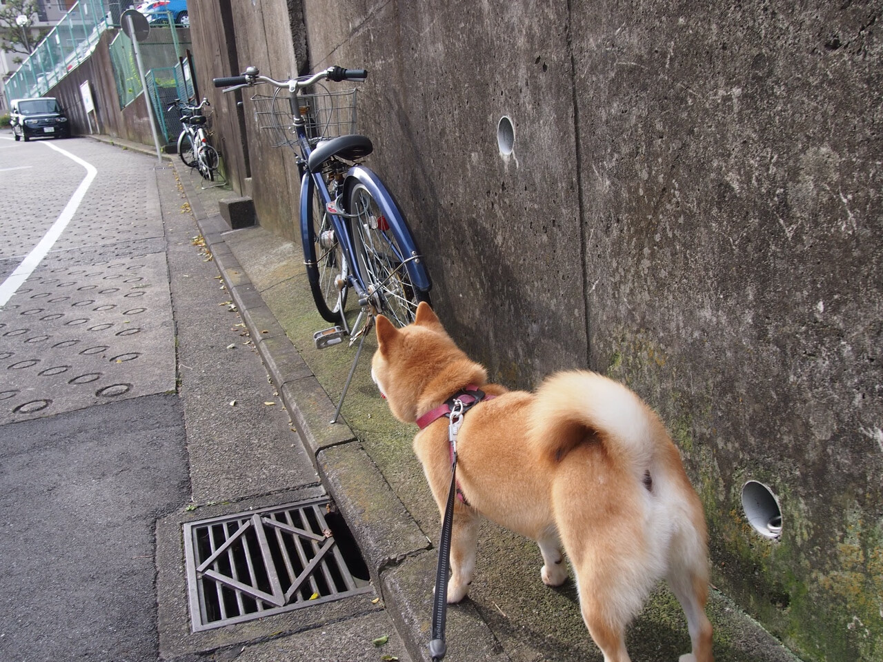 FaZe影响力覆盖LOL社区话题榜,faze 队员