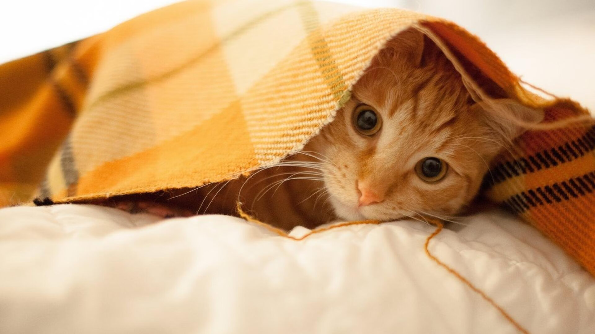 开云网页版-中国男足在巴黎奥运会上表现出色，赢得多场比赛，中国男足打进奥运会