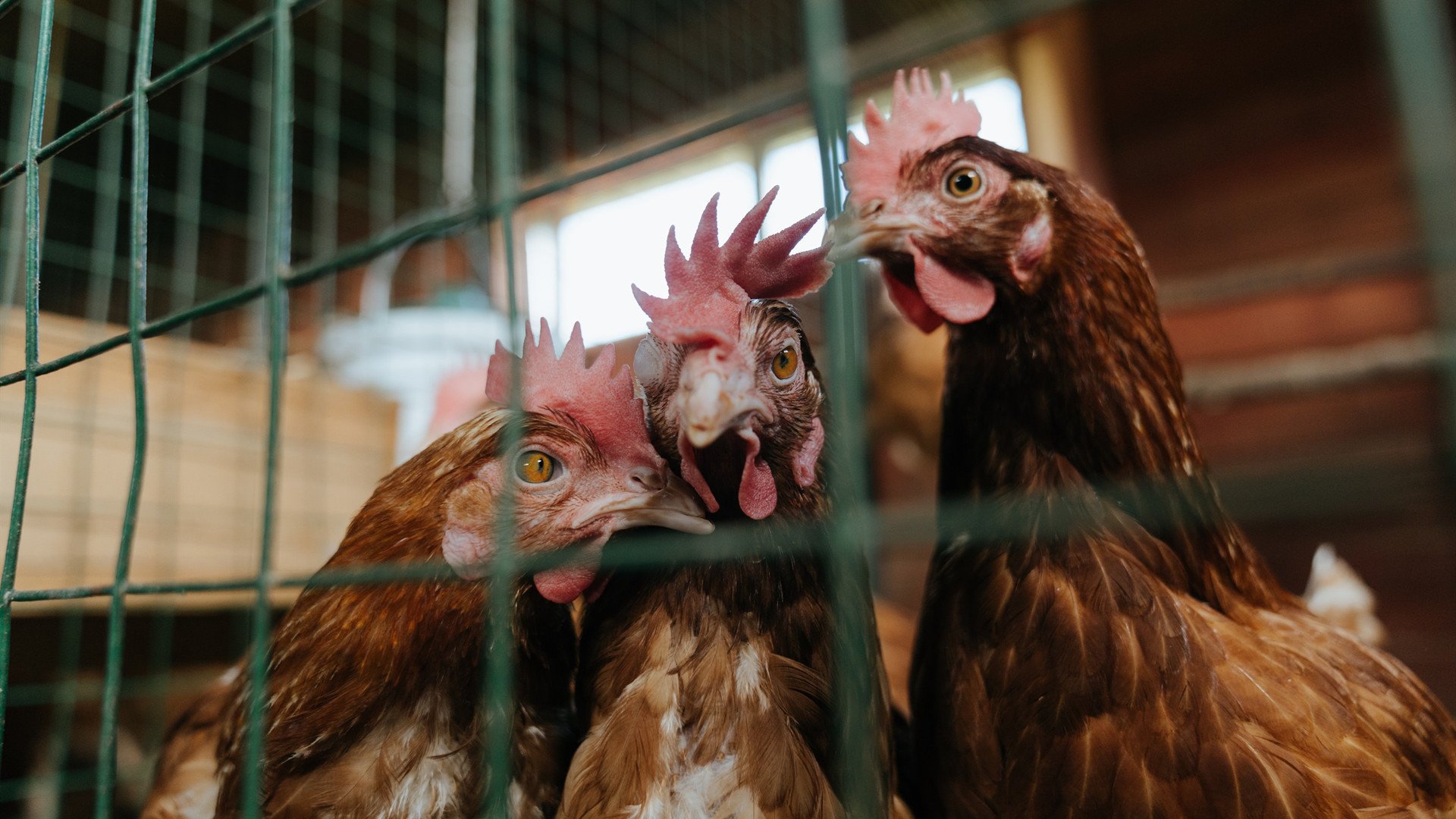 开云·Kaiyun网页版-利物浦快速传递，红军力图争冠，利物浦红军和中国红军