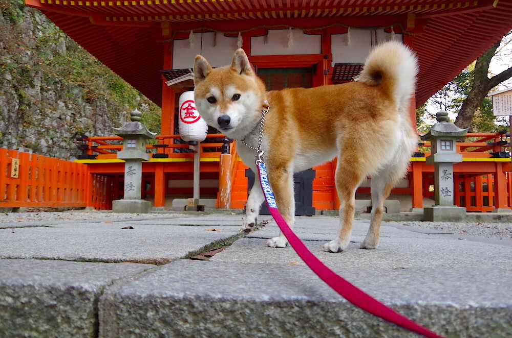 利物浦快速传递,红军力图争冠,利物浦红军和中国红军