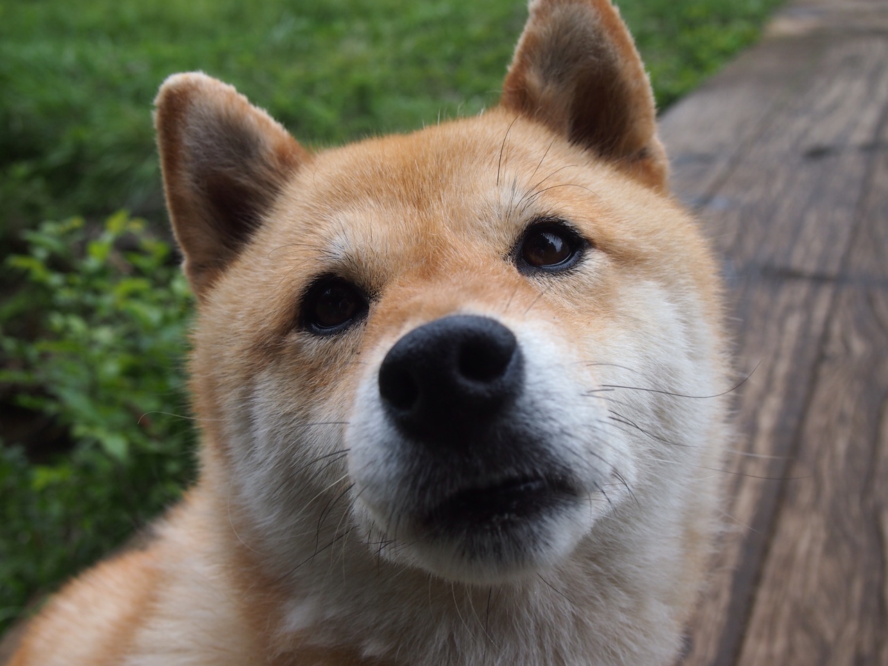 开云网站-卡塔尔多哈体育俱乐部球员伤病更新，卡塔尔多哈体育场